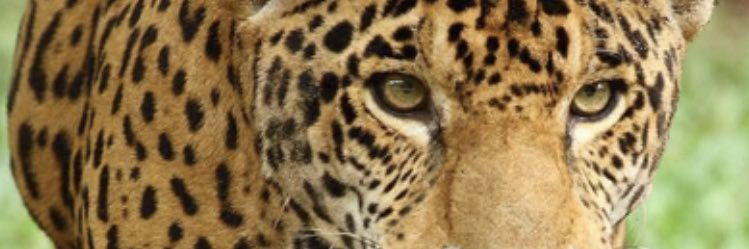 JeffriesPTA's profile banner image