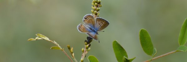 lepidopterlst Profile Banner