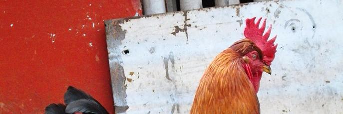 HablandoMerde's profile banner image