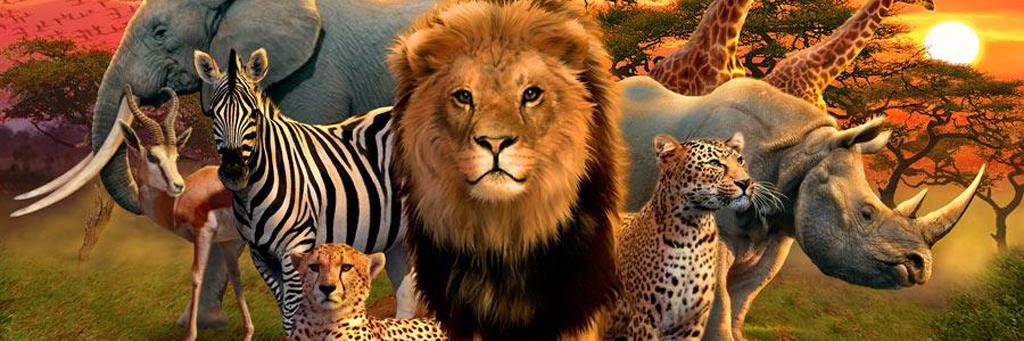 Ban Trophy Hunting banner