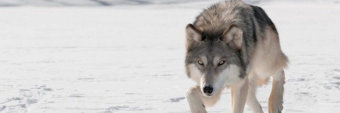 rich_lafox's profile banner image