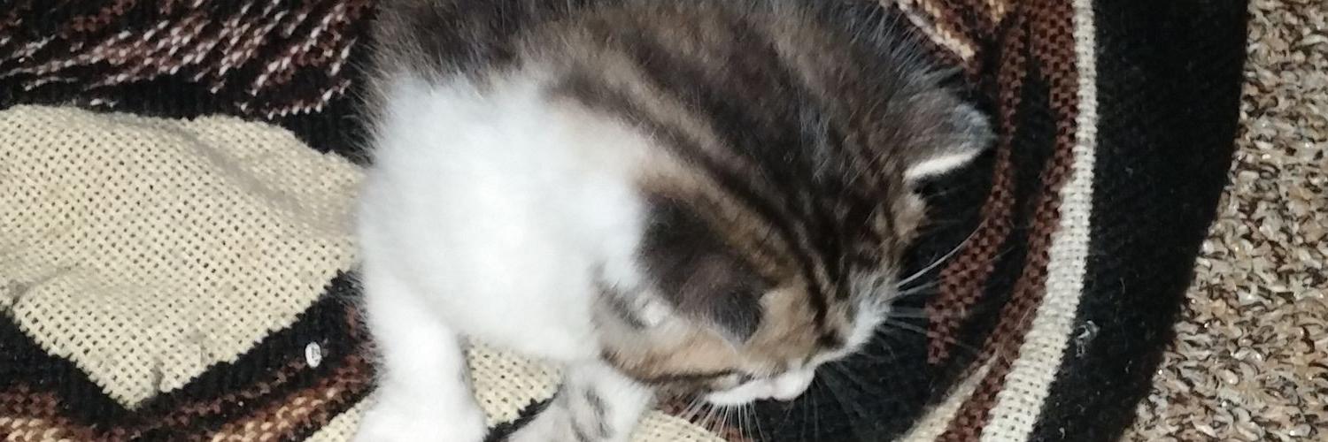 KWeasel92's profile banner image
