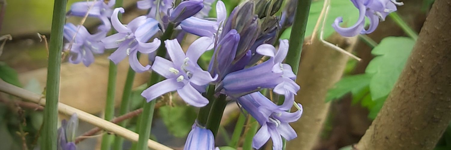 keeleypearson's profile banner image