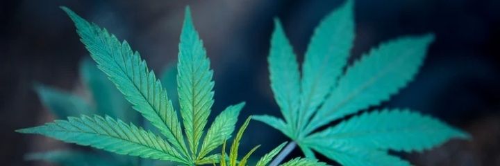 C_kaylife's profile banner image