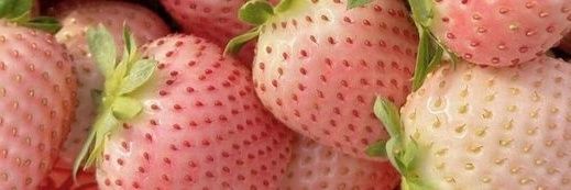 roosecircles's profile banner image