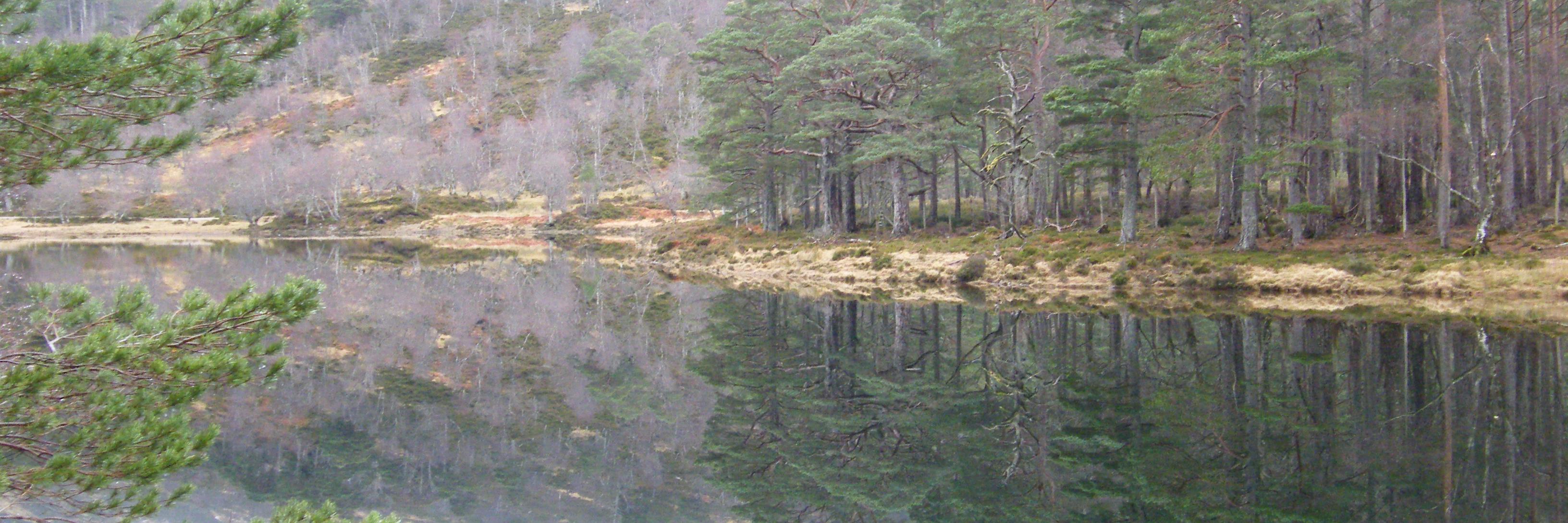 Johnny Batchelor banner