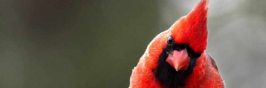 benschmrk's profile banner image