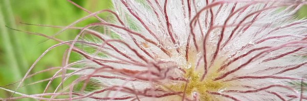 friedafree Profile Banner