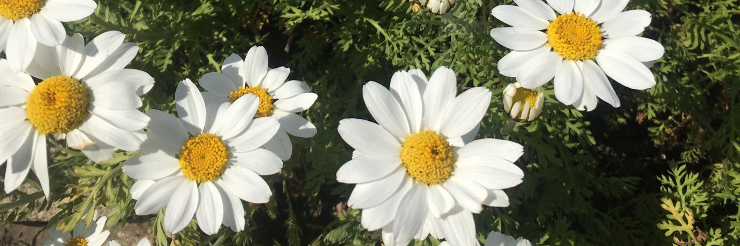 Mary_Ford2's profile banner image