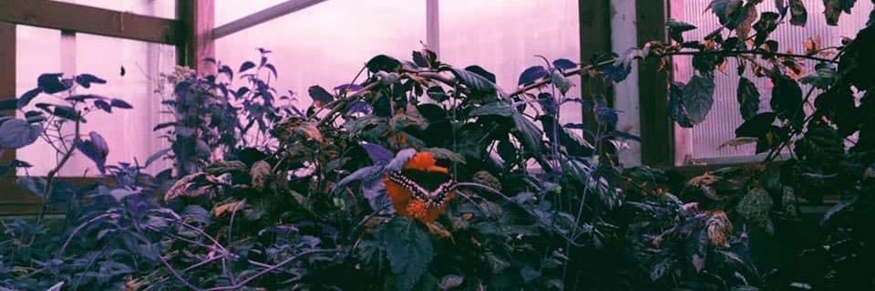 Weird Problems banner