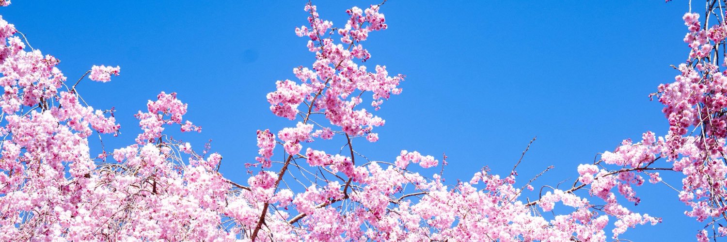 apricot_akane's profile banner image