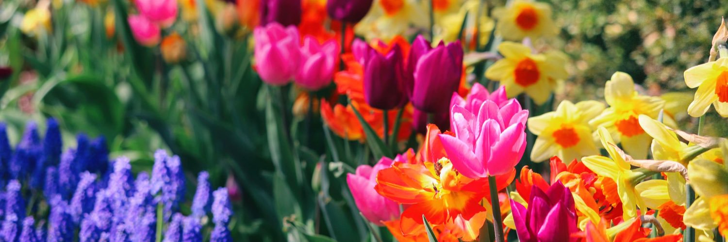 David T Williams, he/him banner