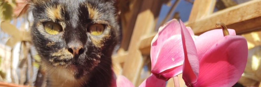 live_sofi's profile banner image