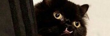 disbetch's profile banner image
