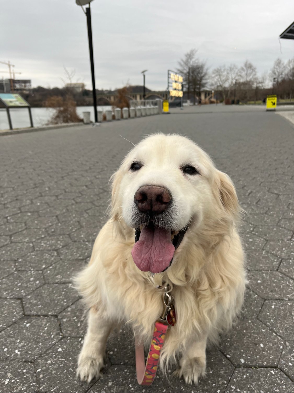 Eveline Sperling banner