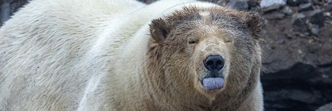 Filozof z Kartaginy banner