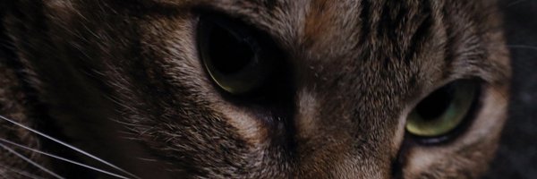 omegane11 Profile Banner