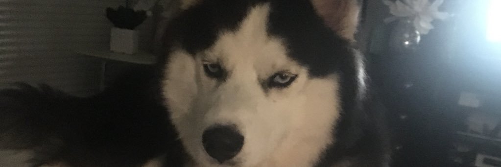 Kotathehusky's profile banner image