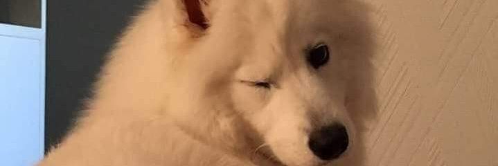 SatanasDaughter's profile banner image