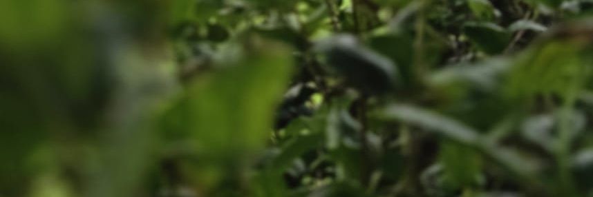 cagi_dk's profile banner image