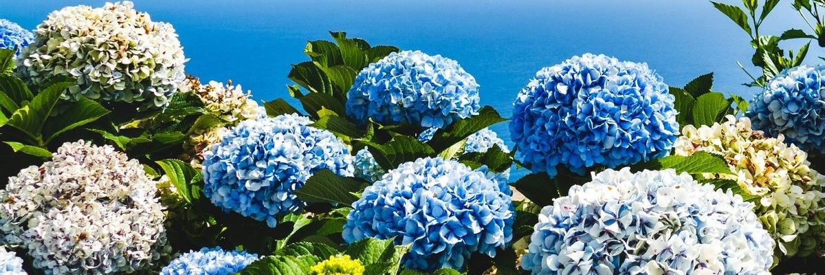 auraraa's profile banner image