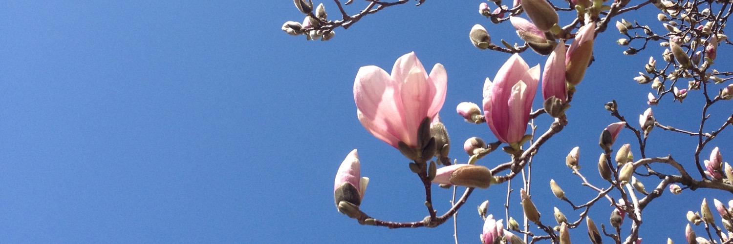 Susan Zalkind banner