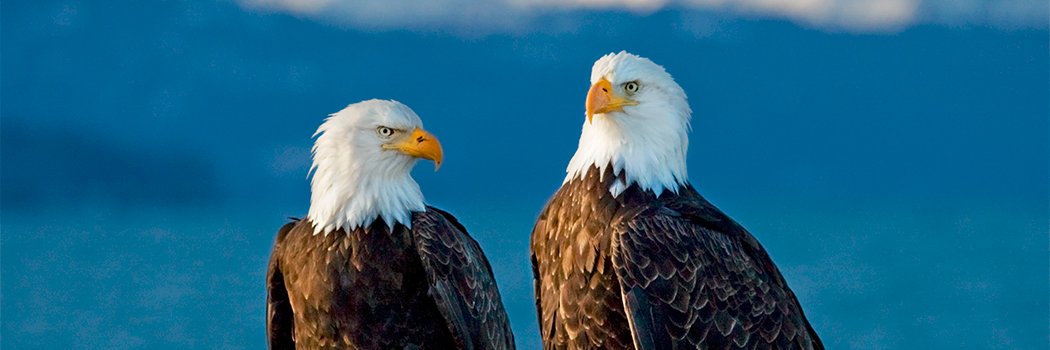 Julie G🦅🦋🌺 banner