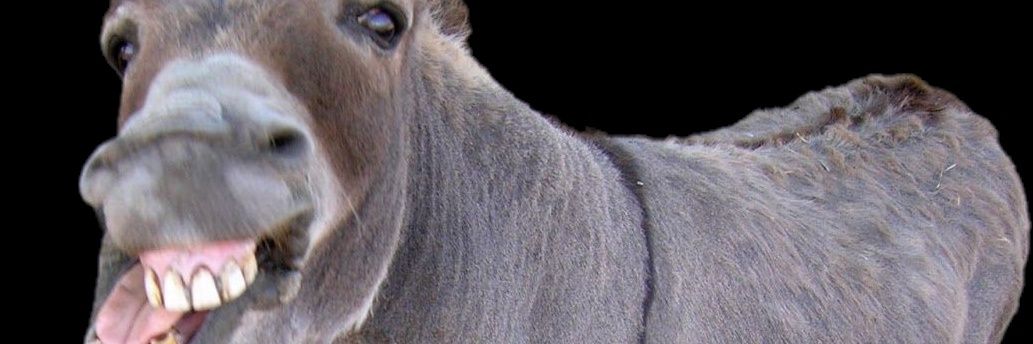 elmulodeGaia's profile banner image