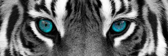 ___MrNII's profile banner image