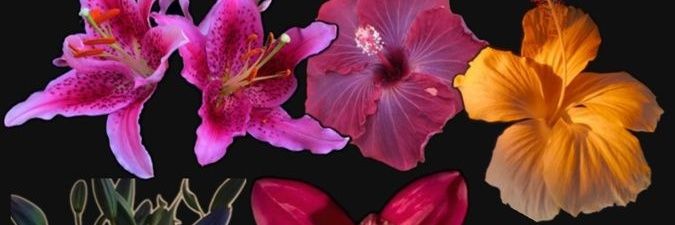 Finaperobardo's profile banner image