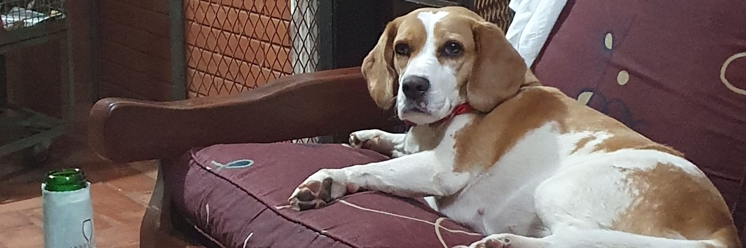 Pablo Ibarrola banner