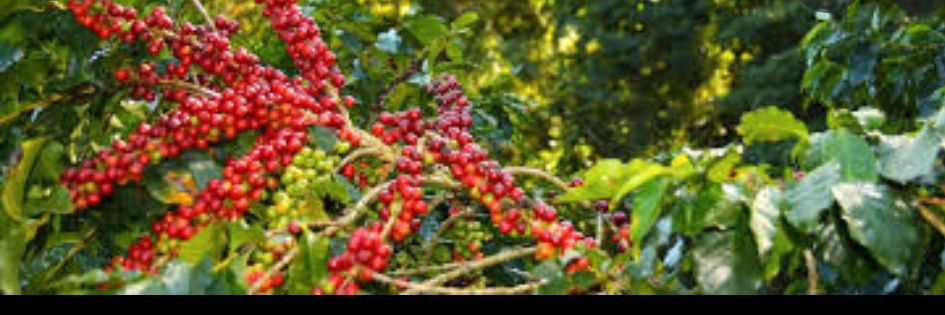 TheHomeBarista's profile banner image