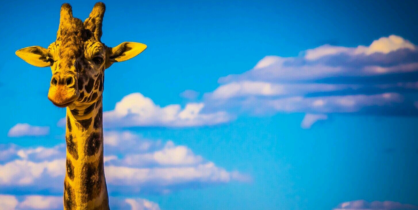 JohaAlcala's profile banner image