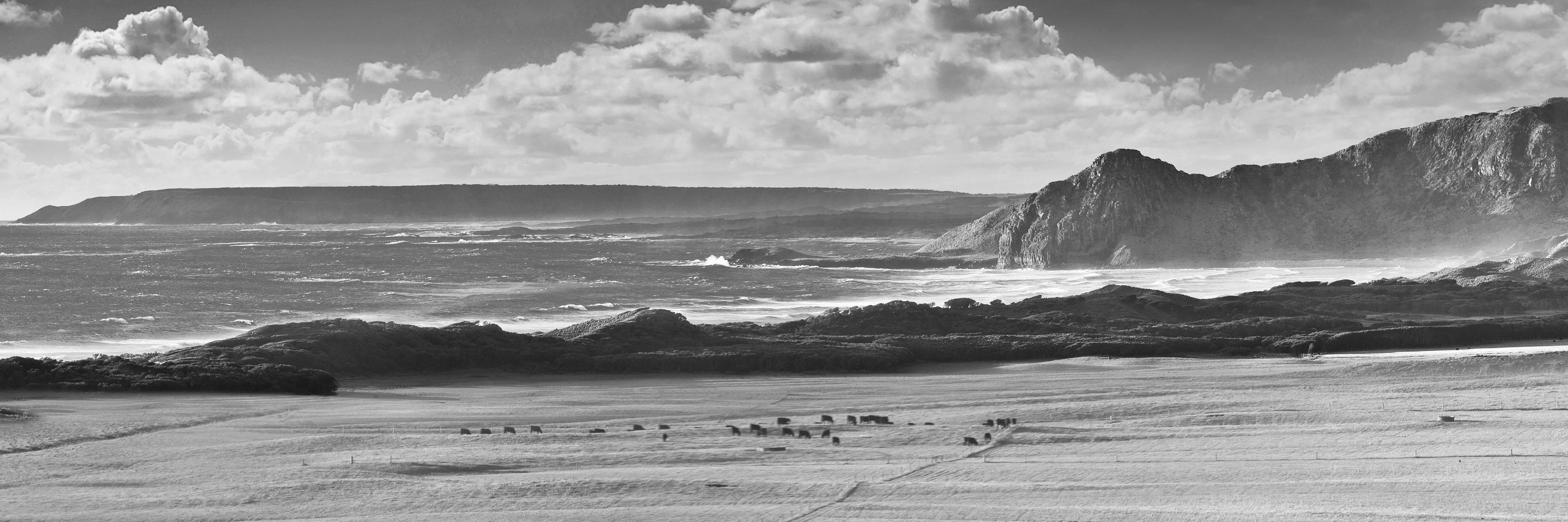 Cape Grim Beef banner