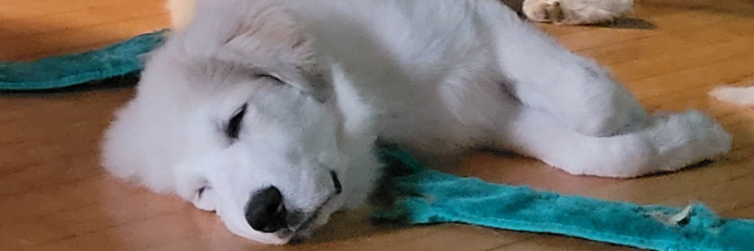 connorcummiskey's profile banner image