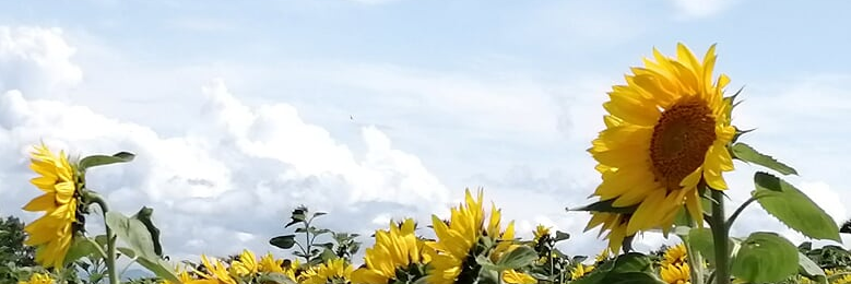 summer_cold03's profile banner image