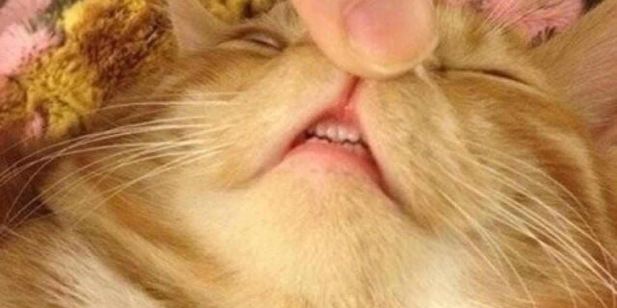 daniellewebstah's profile banner image