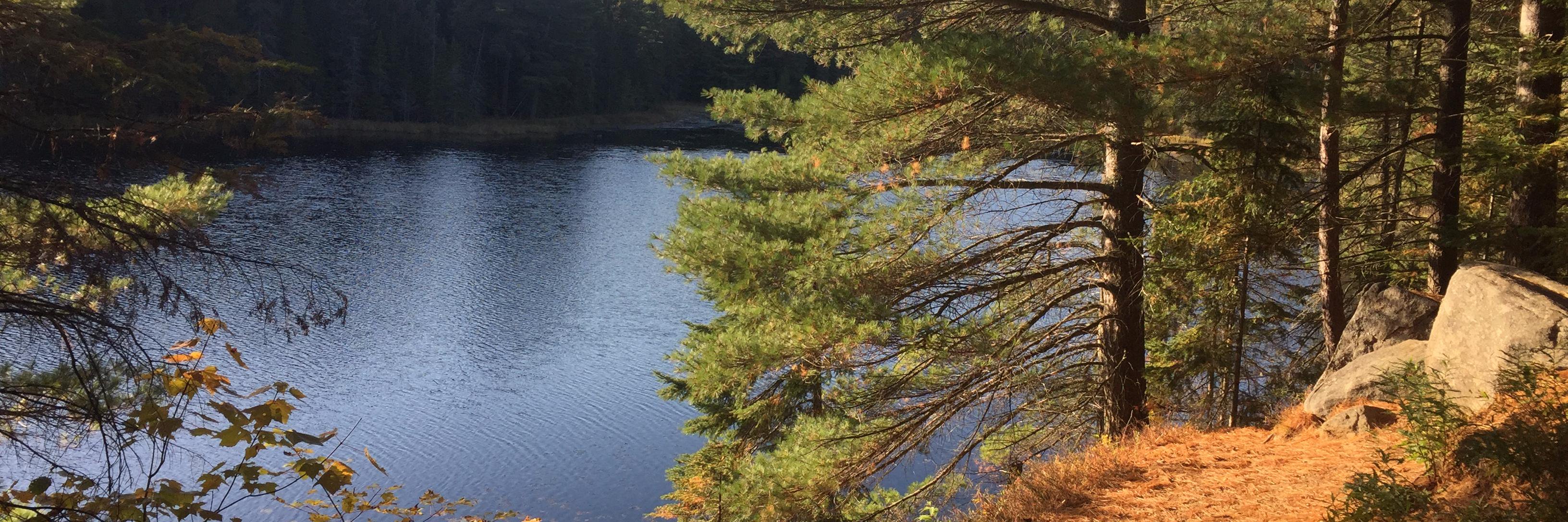 שבתוניסט banner