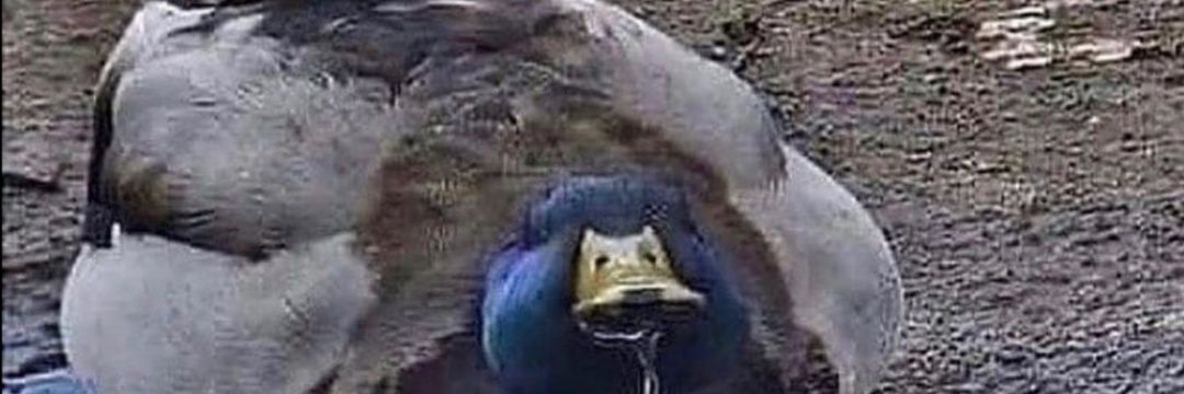GregIsBoring's profile banner image
