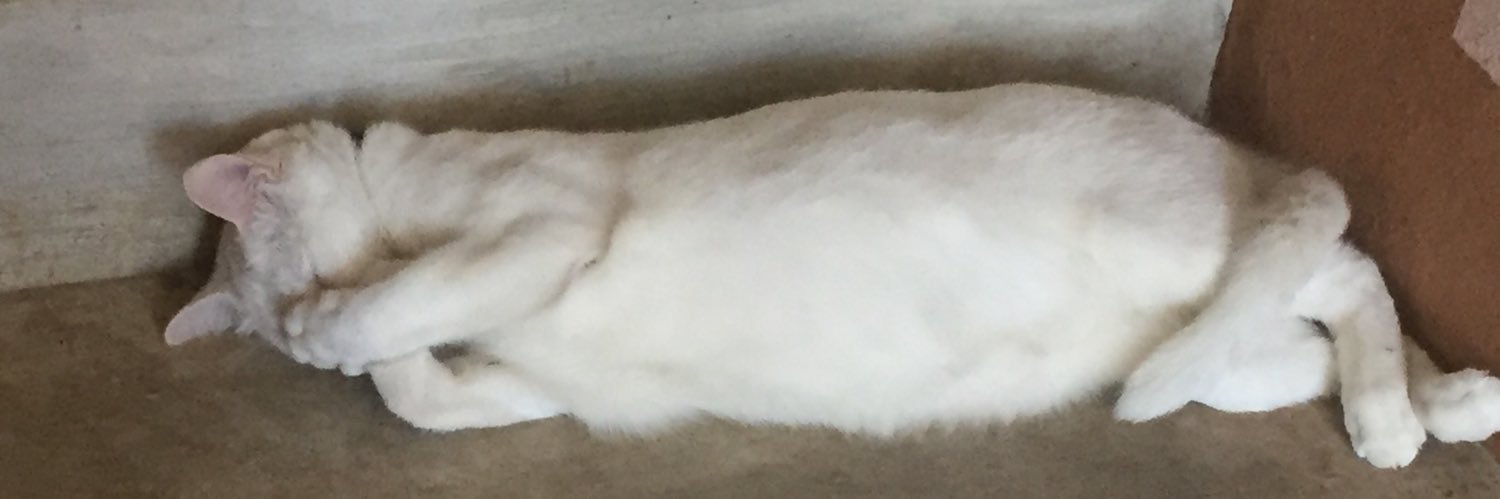 Money_doll's profile banner image
