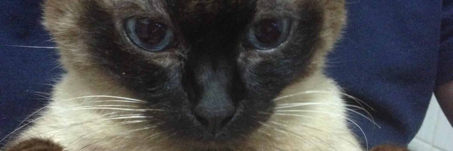 nichitupy's profile banner image