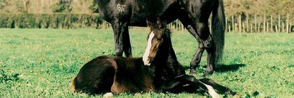 guthriejw Profile Banner