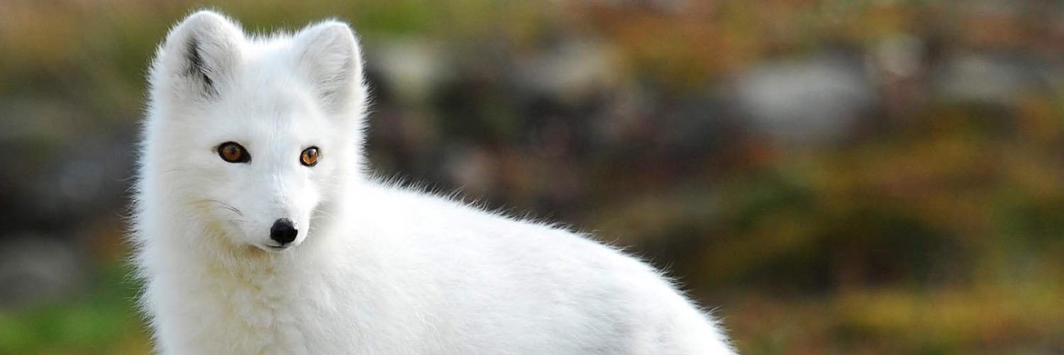 ArcticFoxSays's profile banner image