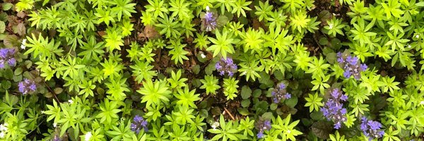 mrnhgriff Profile Banner