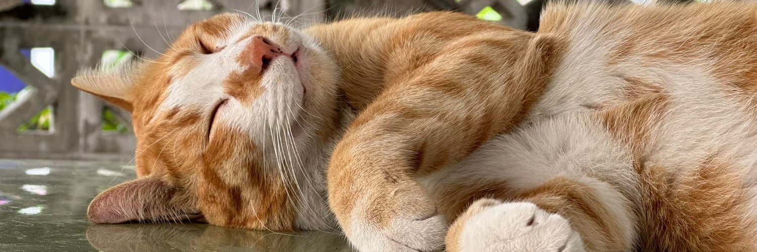 pandattong's profile banner image