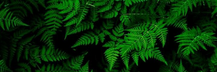 muhammadkapi's profile banner image