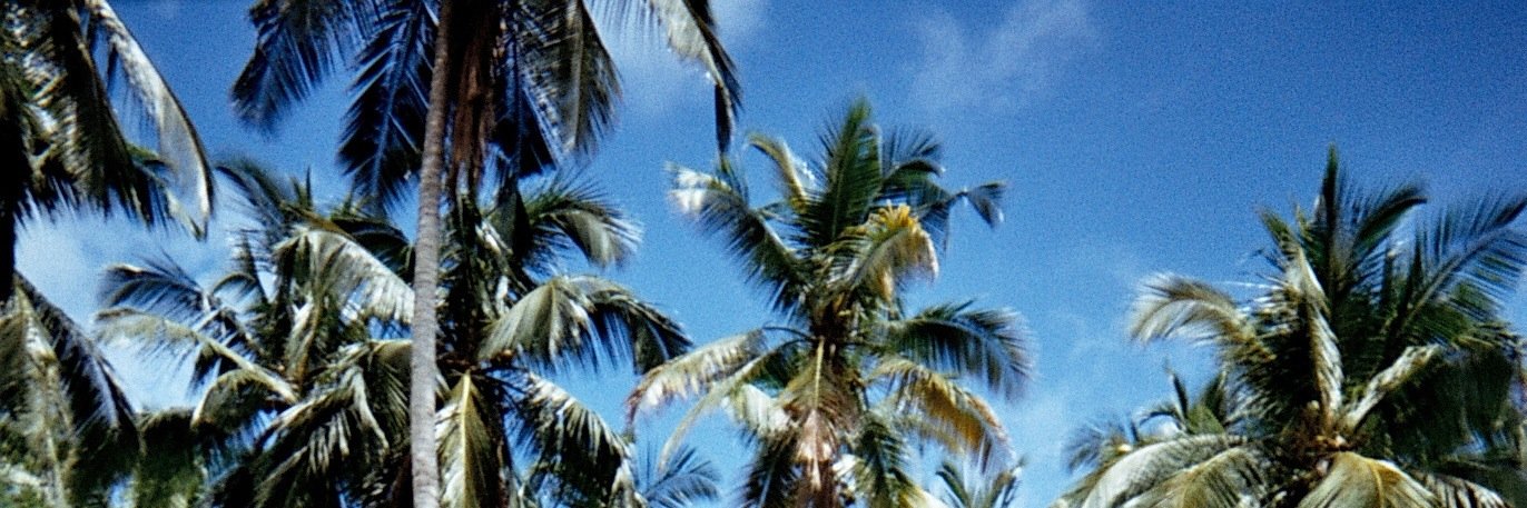 Elly White banner