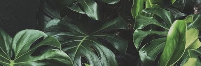 Ashlinjo_'s profile banner image