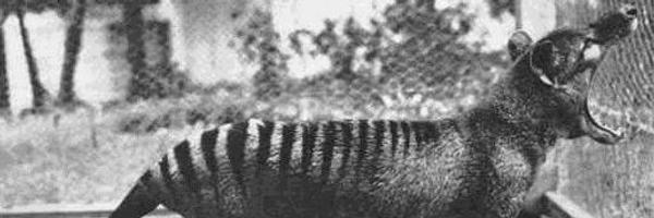 Seafaux Profile Banner