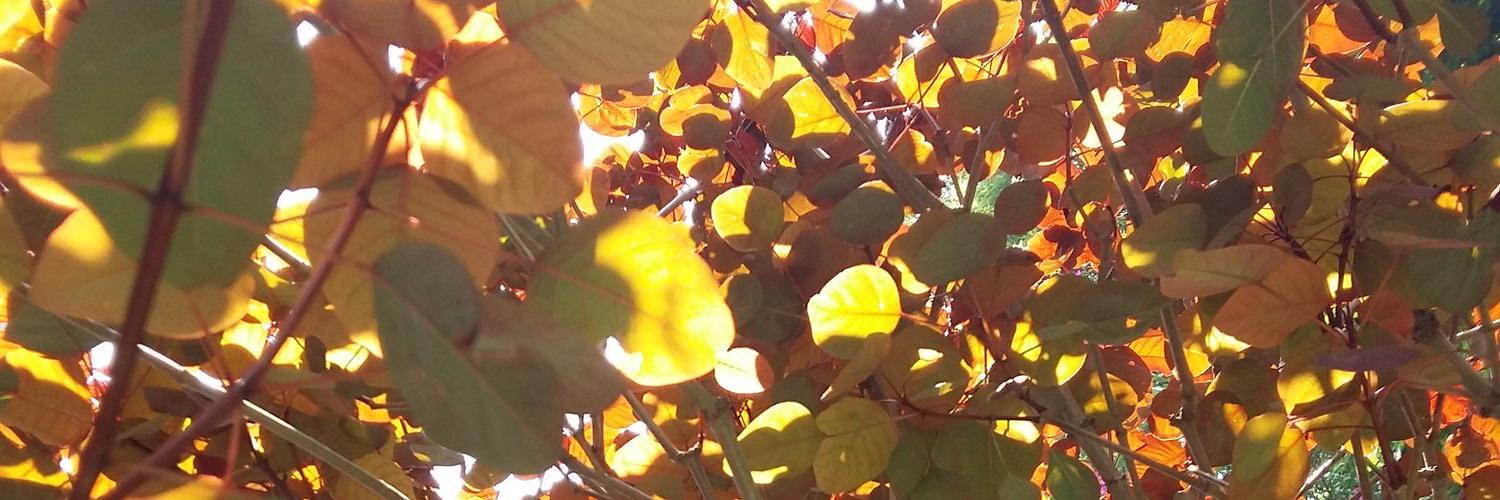 JoyCorona's profile banner image